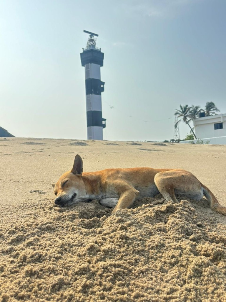 Siesta Under the Beacon
